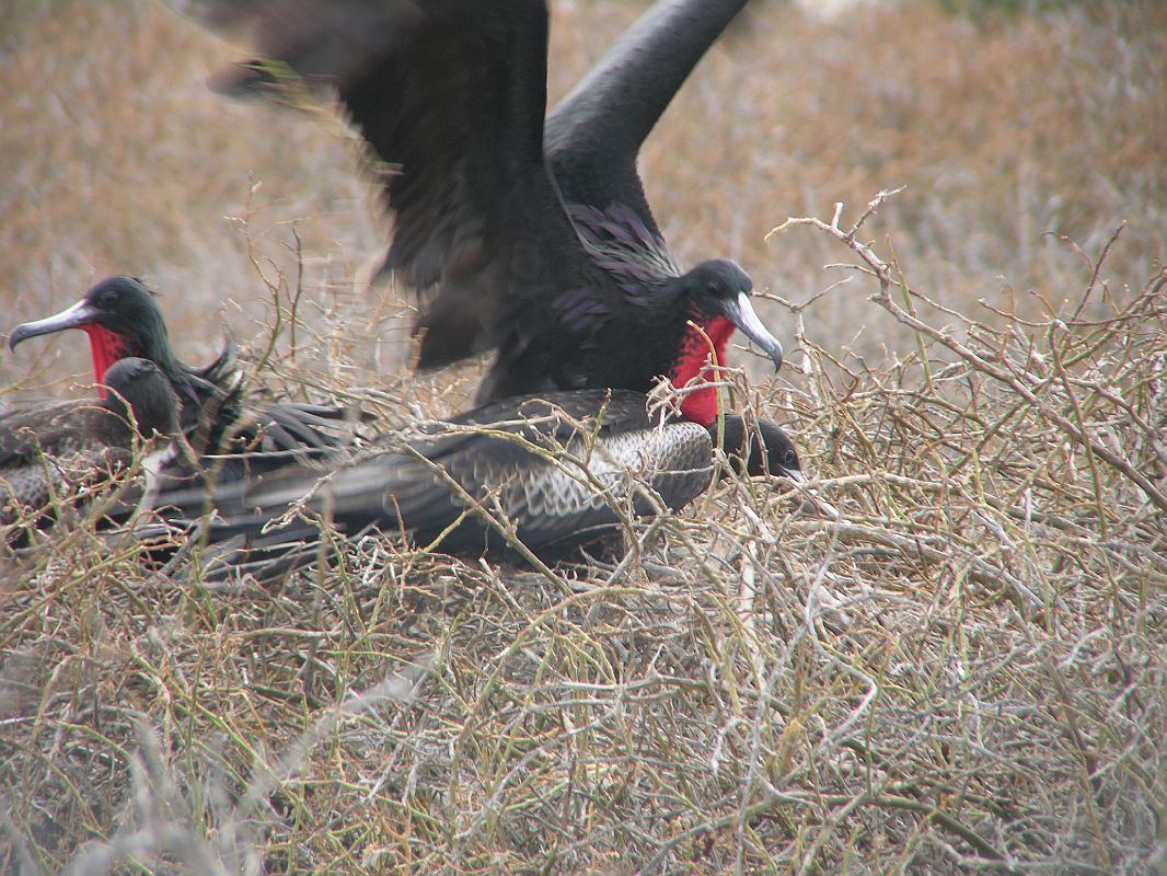 Galapagos 2-1-13 North Seymour Male and Female Magnificent Frigatebirds